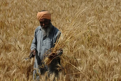 Wheat. (File Photo: IANS)