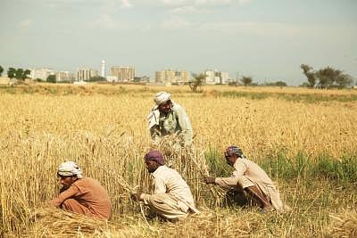 ISLAMABAD, May 2, 2019 (Xinhua) -- Farmers harvest wheat crops on the outskirts of Islamabad, capital of Pakistan, May 1, 2019. Wheat harvest season has started as temperature rises in Pakistan. (Xinhua/Ahmad Kamal/IANS)