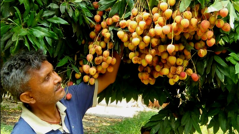 More than 100 children have died&nbsp; due to encephalitis in Muzaffarpur and the fruit is being blamed for it. Farmers, labourers and traders have been in trouble since the ‘litchi- causing encephalitis fever’ speculation spread.