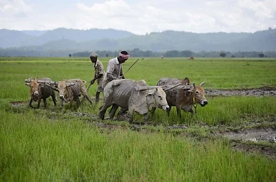 Nagaon: Farmers busy working in a field at Bamuni village in Nagaon district of Assam. (Photo: IANS)
