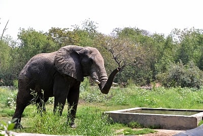 New Delhi:  An elephant inside its enclosure at the National Zoological Park in New Delhi, on March 30, 2019. (Photo: IANS)