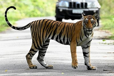 Tiger. (File Photo: IANS)