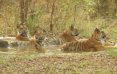 Chandrapur: A tigress and her four cubs cool off in a watering hole in Kolsa range of Tadoba Andhari Tiger Reserve after a sumptuous meal of a bison whom they hunted together on April 5, 2017. The reserve is located in in Chandrapur district of Maharashtra established in 1994-95. Tadoba serves as the prime habitat of Indian tiger and Panthers, which are the key species in these areas along with other species of cat family. (Photo: Nikhil Abhyankar/IANS)