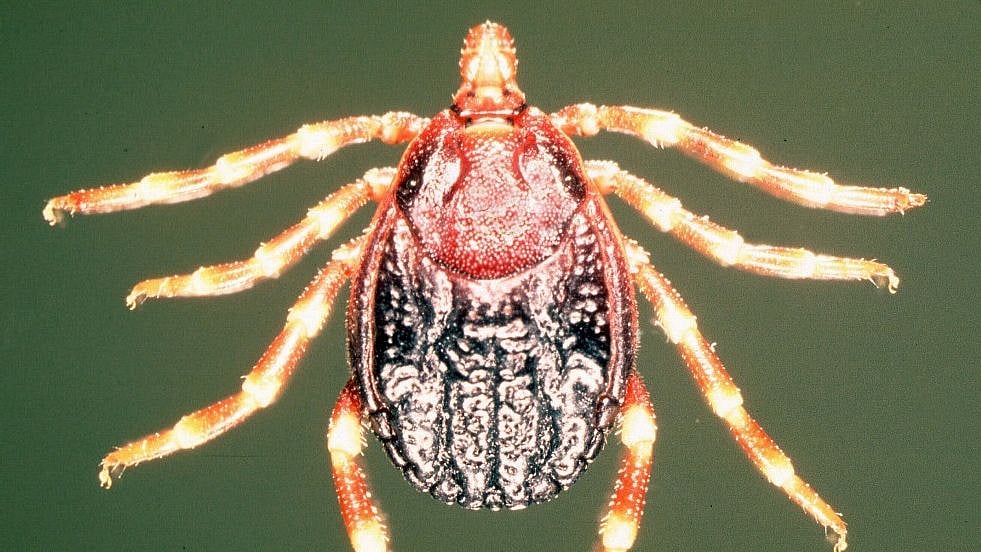 Ticks are both “environmental reservoir” and vector for the Congo virus, carrying it from wild animals to domestic animals and humans.&nbsp;