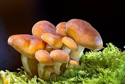 Mushroom.