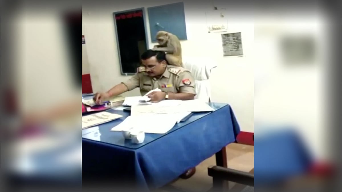 The monkey was cleaning lice from the officer’s hair