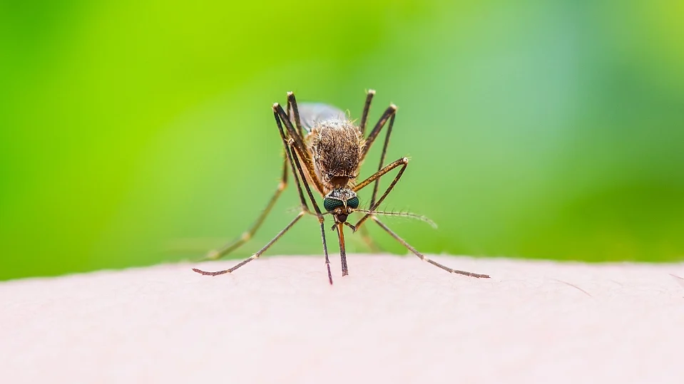 The number of malaria cases recorded till 12 October has also risen to 459, it said.
