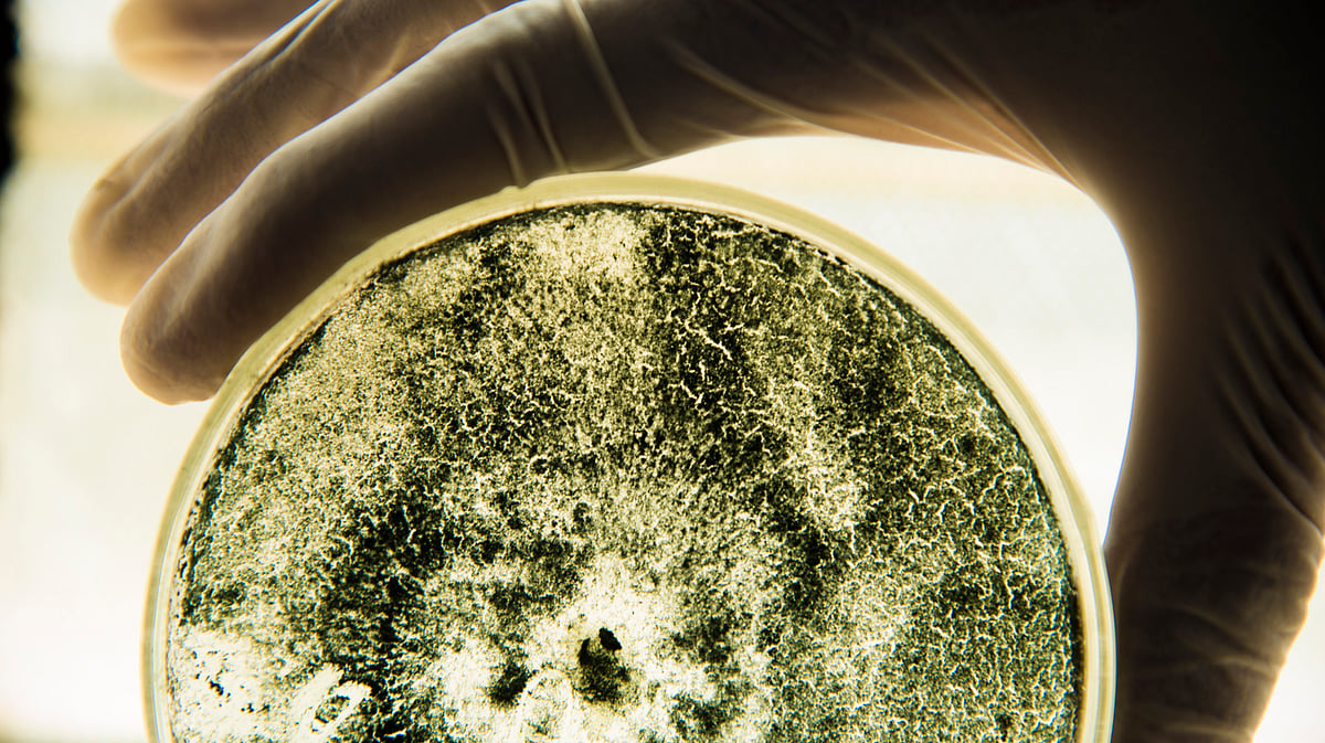Do you know enough about fungal infections?