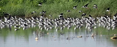 Caged migratory birds seized in Assam village. (Photo: IANS)