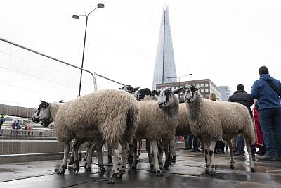 LONDON, Sept. 29, 2019 (Xinhua) -- A flock of sheep are seen crossing the London Bridge, in London, Britain, on Sept. 29, 2019. More than 600 people on Sunday took part in the annual Sheep Drive across London Bridge, a British tradition dating back to hundreds of years ago. The drive is expected to raise tens of thousands of pounds for the Lord Mayor