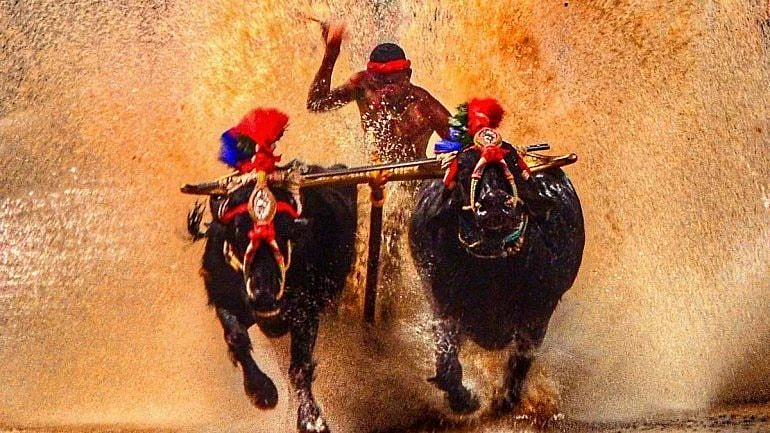 Kambala jockey Nishant Shetty covered 100m in just 9.51 seconds.