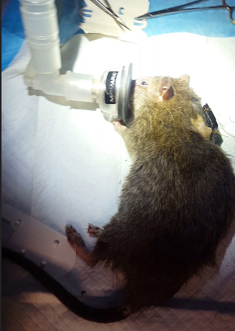 Molly, a rat in the authors’ study, wearing a GPS tag. Determining what scents rats are attracted to could aid the development of rat control tools. 