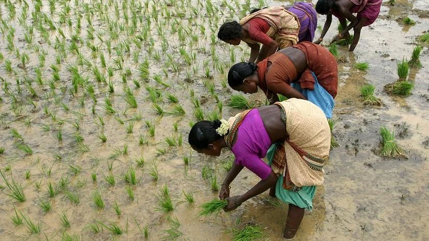 Women log 3,300 hours of work on farm labour during a crop season, compared to the 1,860 hours logged by men.
