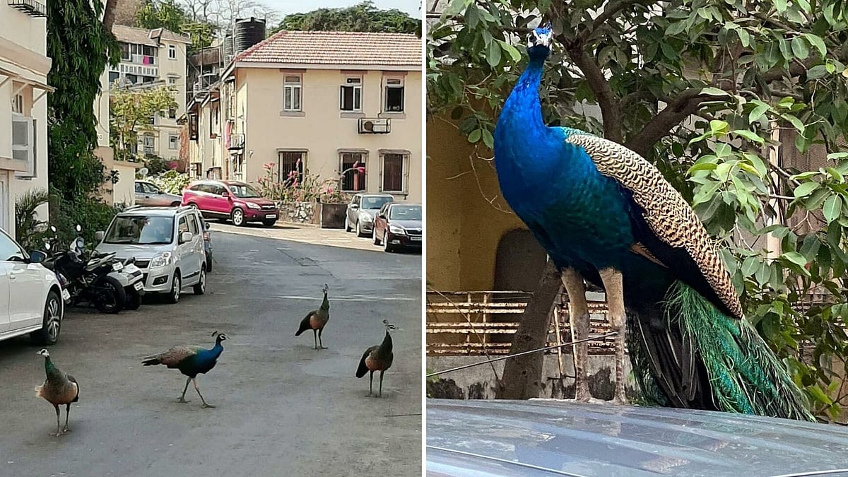Peacocks spotted in Mumbai.