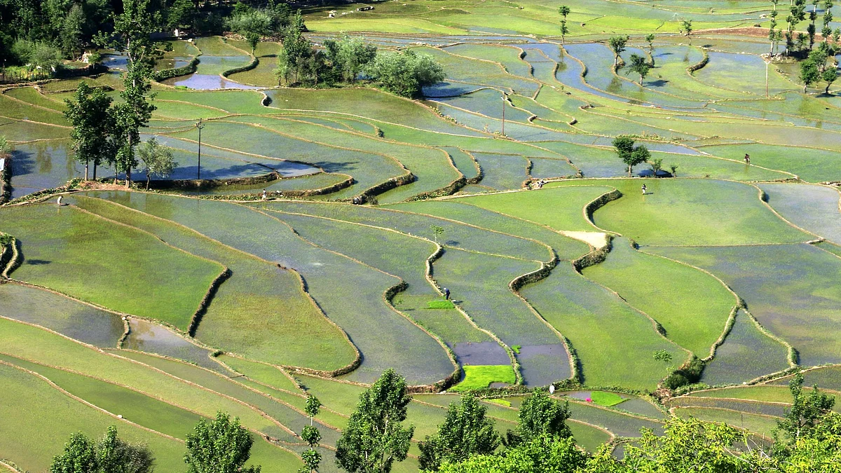 Paddy cultivation in Kashmir.