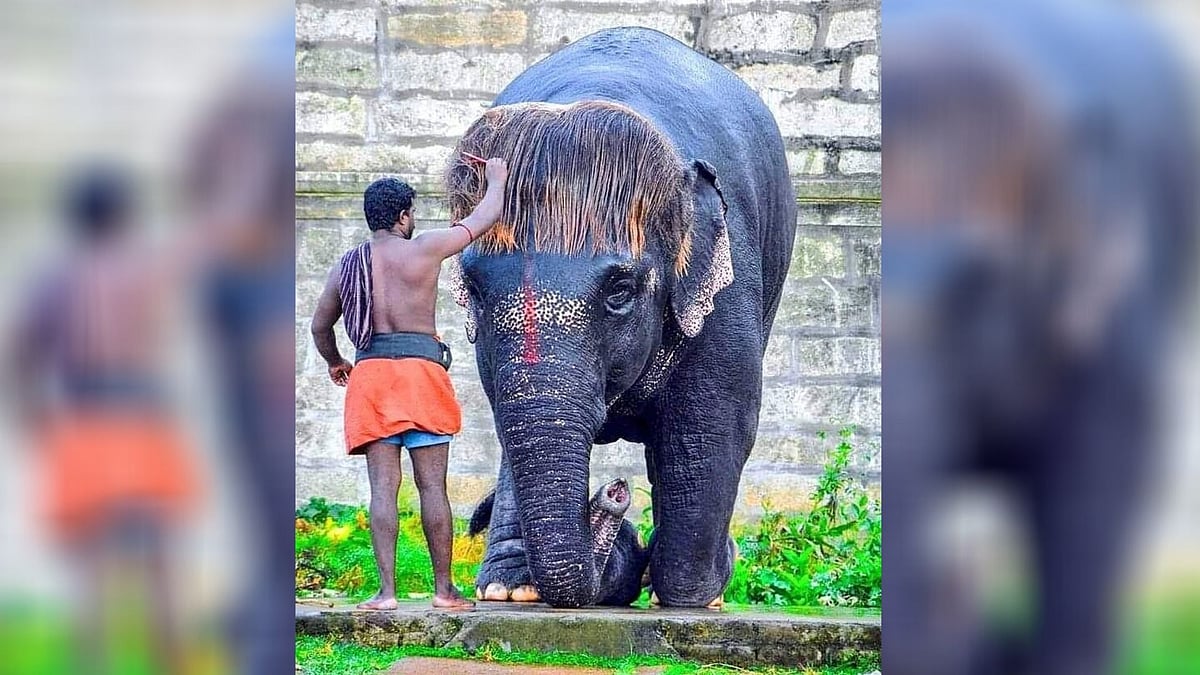 Meet Bob-cut Sengamalam.