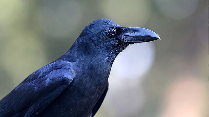 Samples of 15 crows that were found dead near Red Fort a week ago have tested positive for bird flu, ANI reported on Tuesday, 19 January. 
