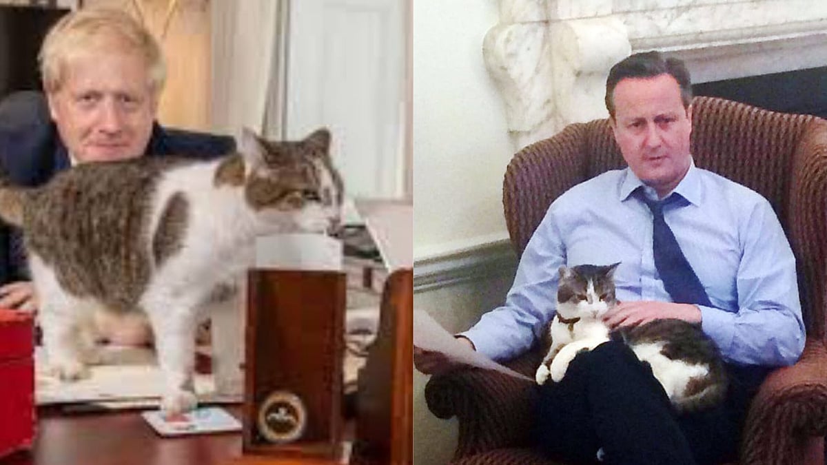 Twitter Celebrates #Larriversary for Tomcat Larry&nbsp;