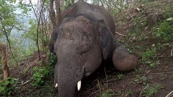 As per Assam’s Chief Wildlife Warden MK Yadava, the cause of death is most likely a bolt of lightning.