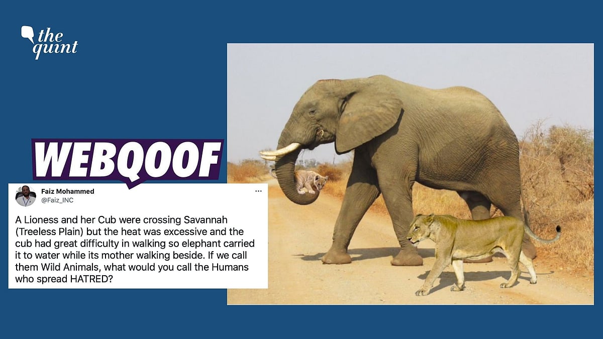 <div class="paragraphs"><p>A morphed image of an elephant carrying a cub and walking along with a lioness is being shared with a false narrative.</p></div>