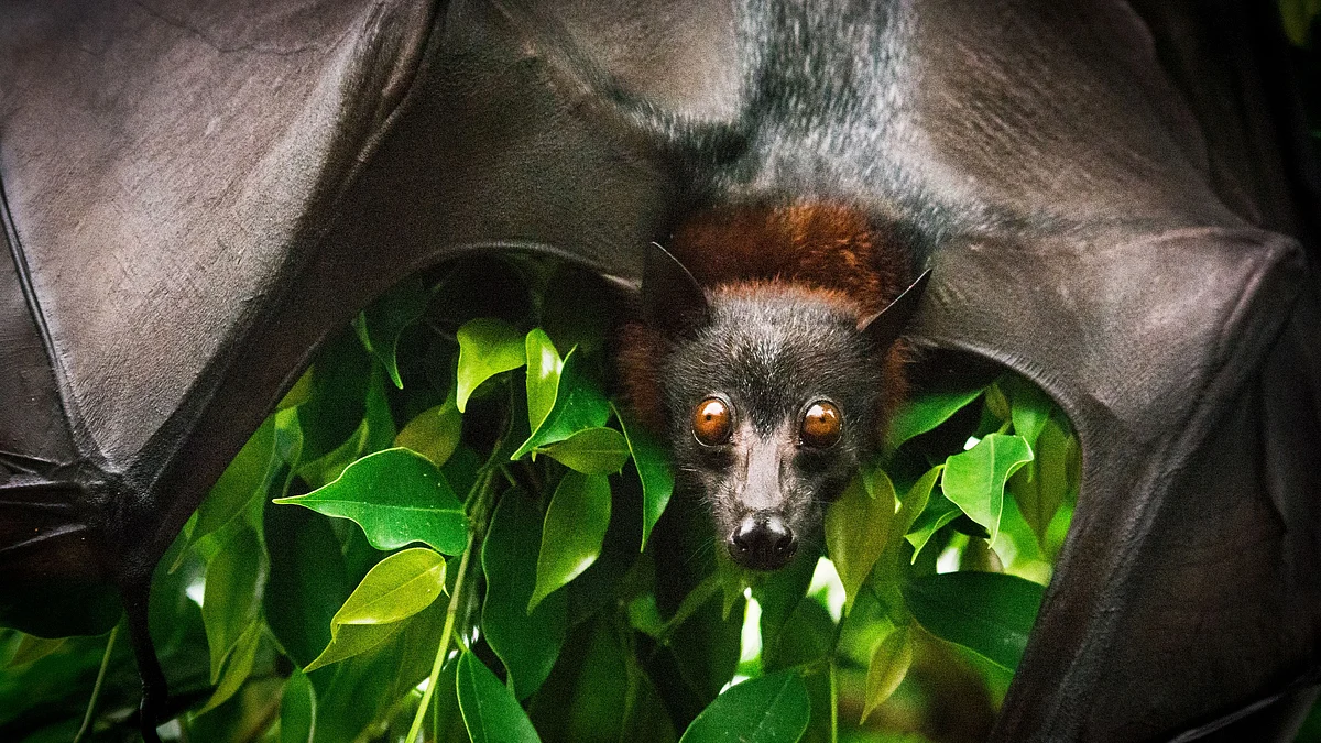 <div class="paragraphs"><p>Bats will likely be the carriers of other future virus spillovers too, the study says.&nbsp;</p></div>