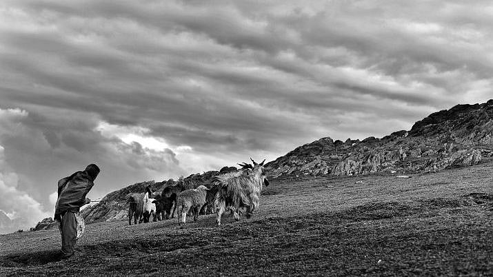 <div class="paragraphs"><p>“Transhumance”, a pastoral or nomadic life, is common among the tribal communities of Jammu &amp; Kashmir, mostly Gujjars and Bakkerwals, as also Gaddis in parts of Jammu.</p></div>