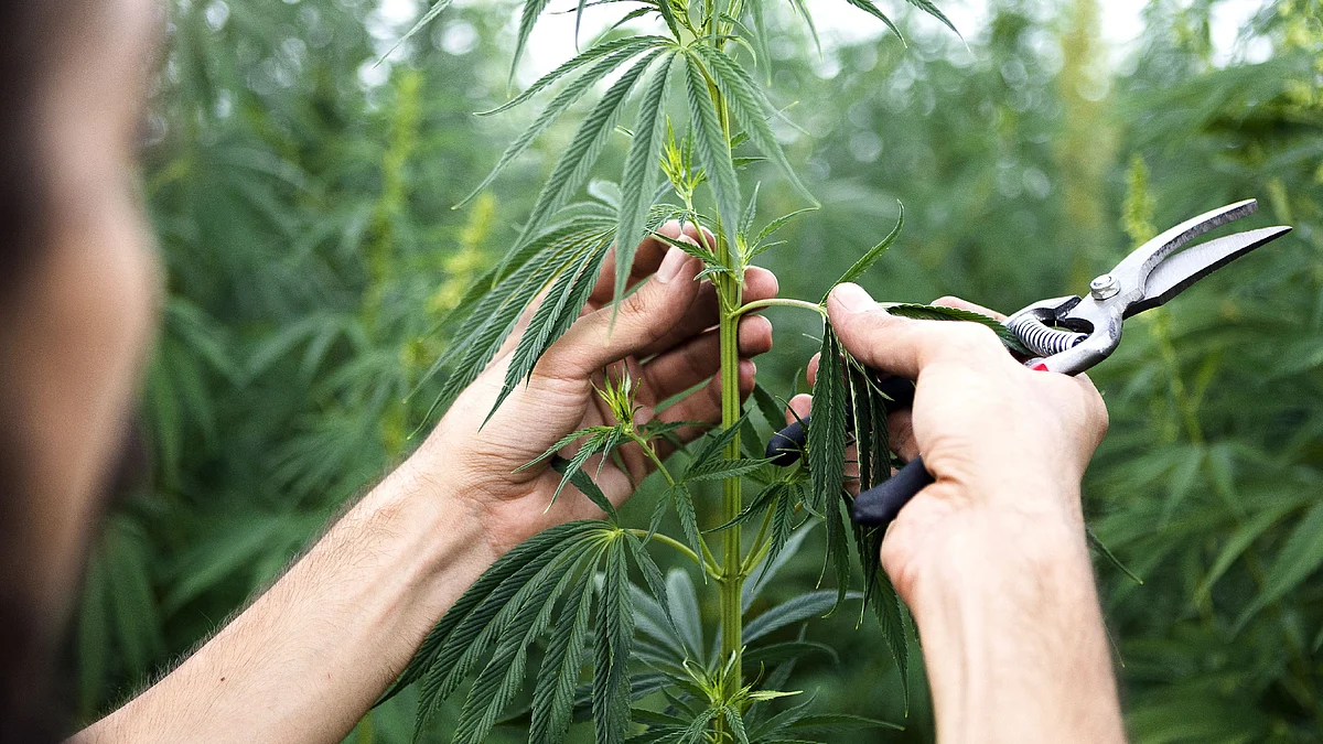 <div class="paragraphs"><p>Thailand permits cannabis trading but prohibits recreational usage.</p></div>