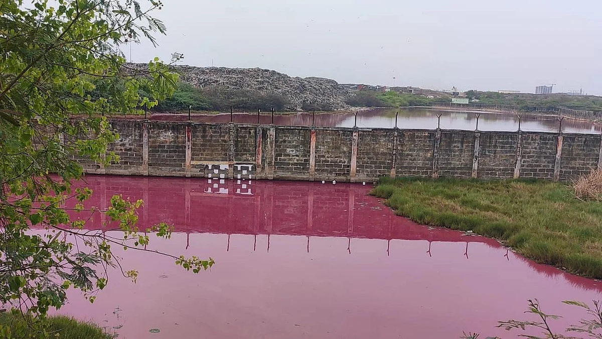 <div class="paragraphs"><p>Preliminary analysis has indicated the presence of methanotrophs, which includes bacteria and other single cell microorganisms.</p></div>