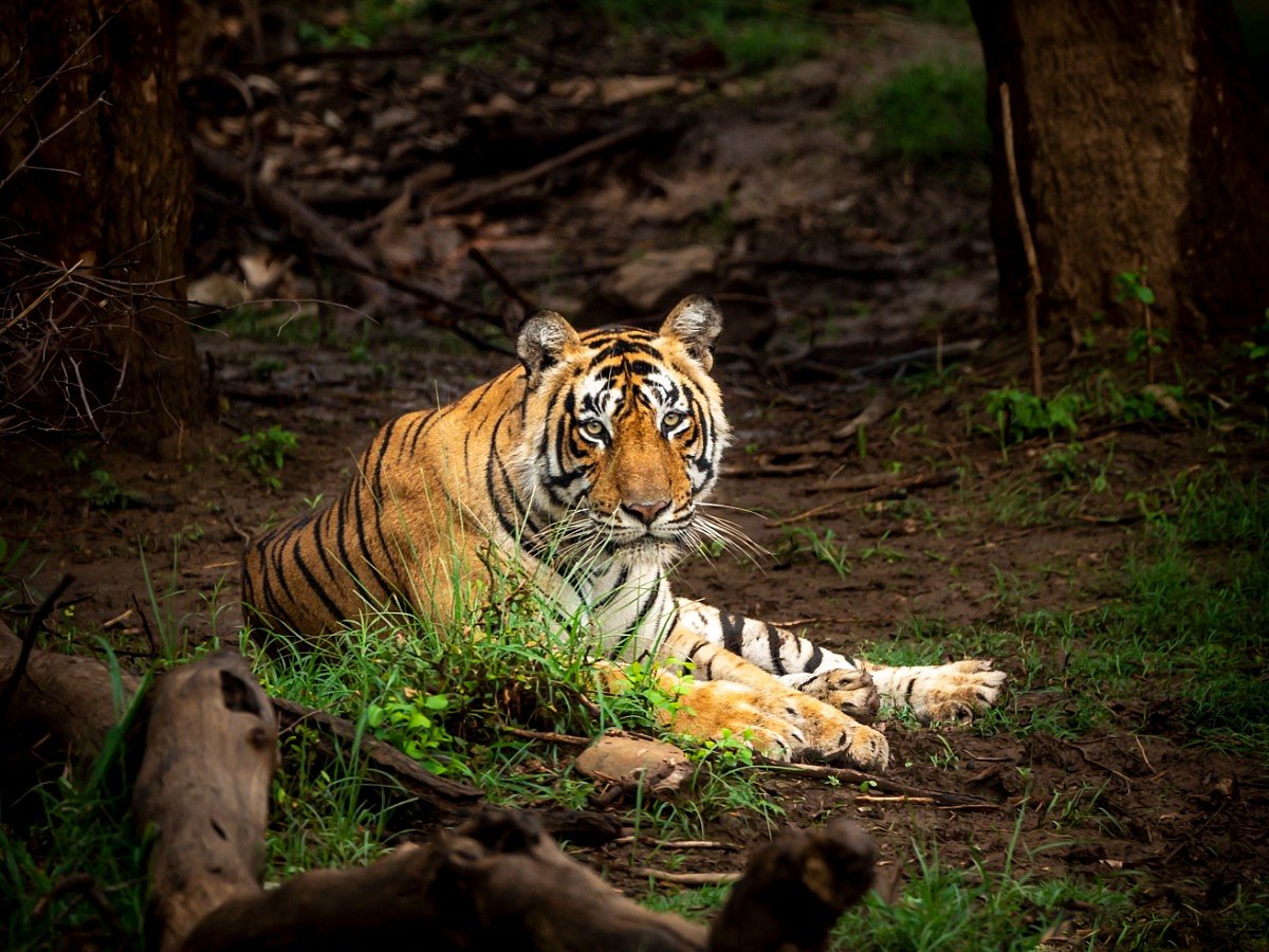 <div class="paragraphs"><p>International Tiger day: quotes, wishes, status</p></div>