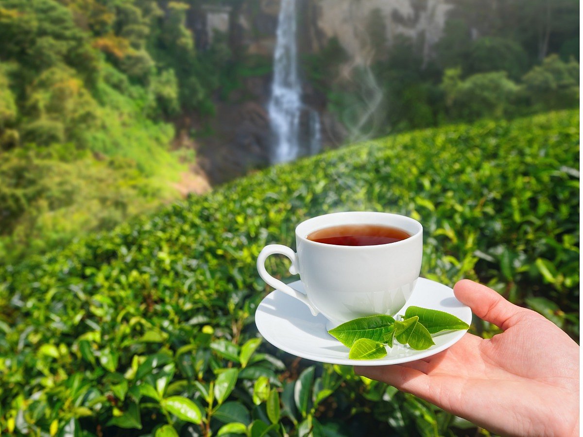 <div class="paragraphs"><p>Know more about the 7 different teas that are beneficial for skin and hair.</p></div>