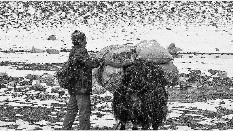 <div class="paragraphs"><p>A Sherpa with a yak at the base camp of Sagarmatha.</p></div>