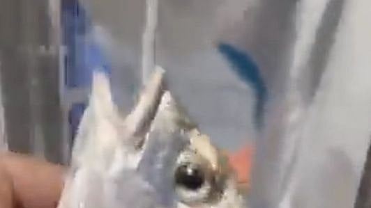 <div class="paragraphs"><p>A fish being tested for COVID in China.</p></div>