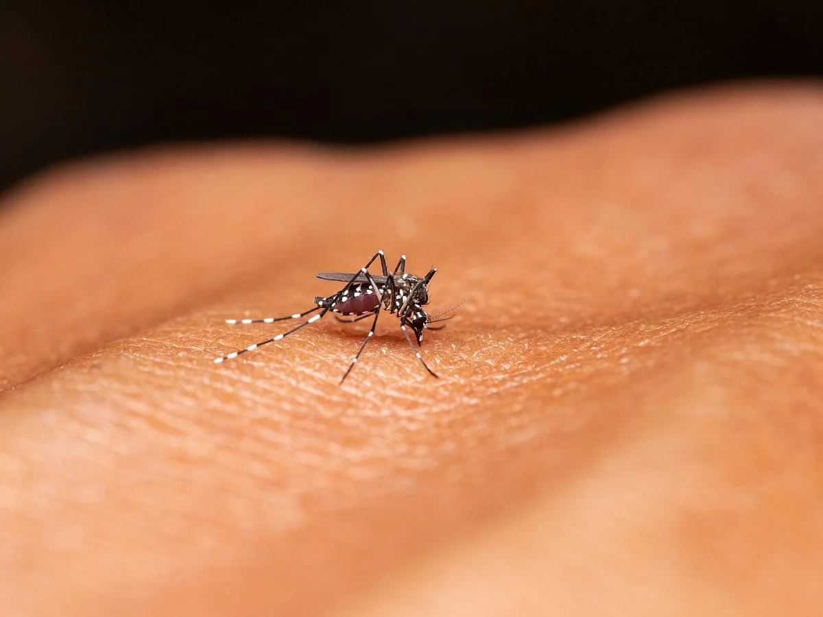 <div class="paragraphs"><p>National Dengue Day 2023</p></div>
