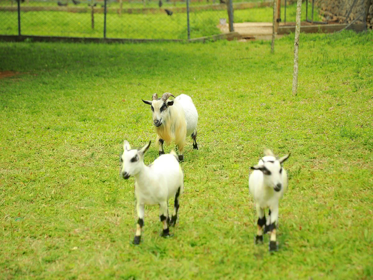<div class="paragraphs"><p>Health Benefits of Goat Milk</p></div>