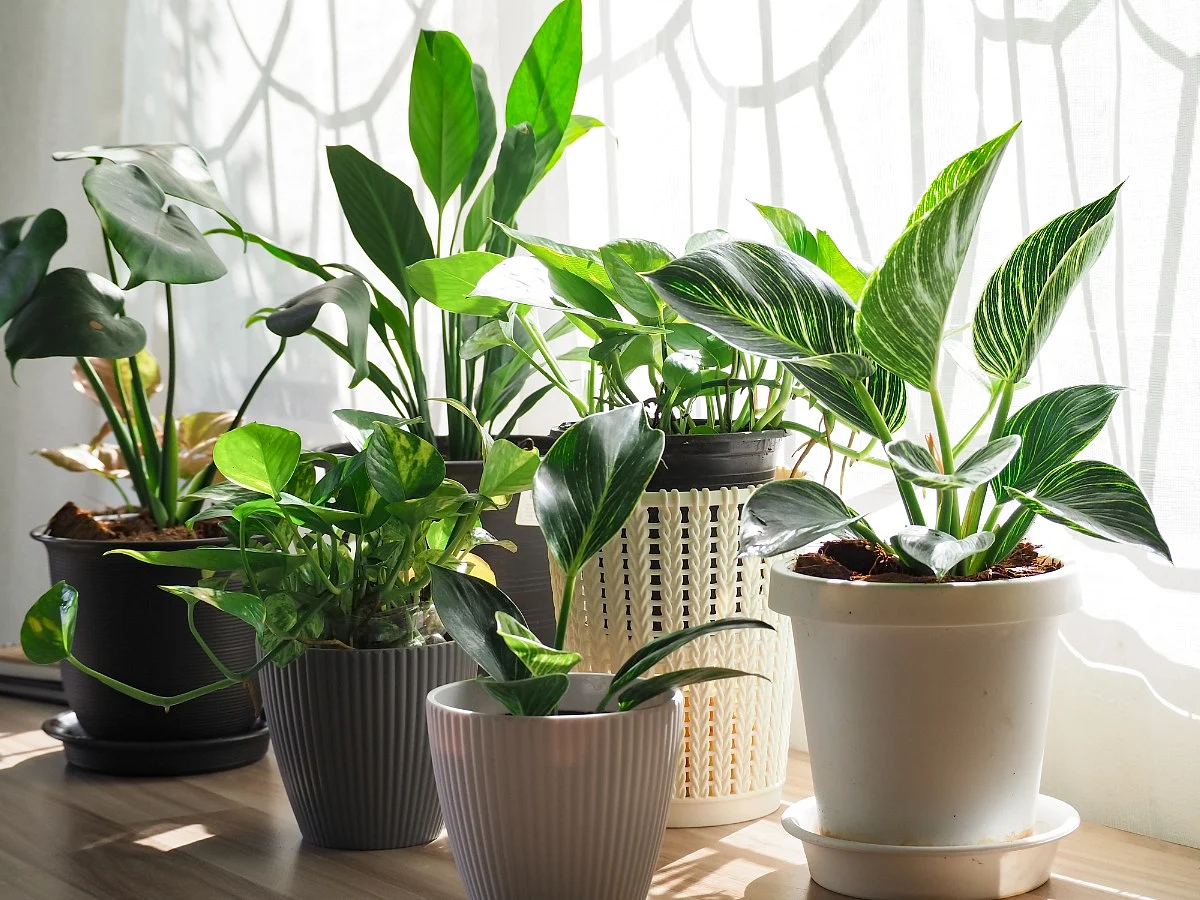 <div class="paragraphs"><p>Indoor Plants For Winter</p></div>