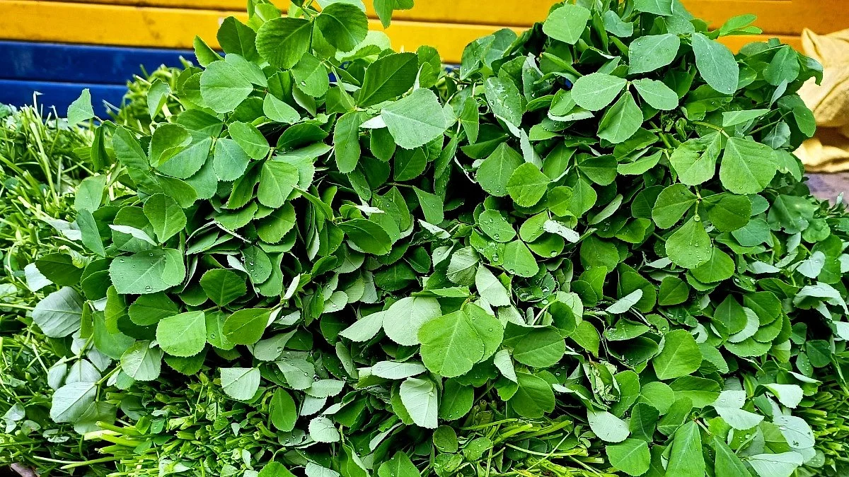 <div class="paragraphs"><p>Fenugreek Leaves benefits</p></div>