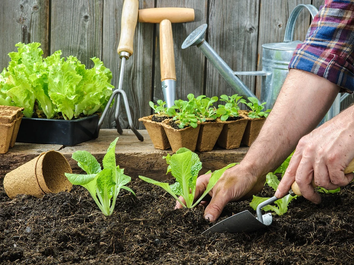 <div class="paragraphs"><p>Plant Care Tips In Winter</p></div>