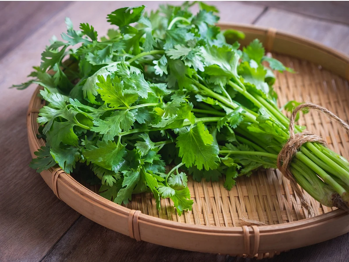 <div class="paragraphs"><p>coriander leaves</p></div>