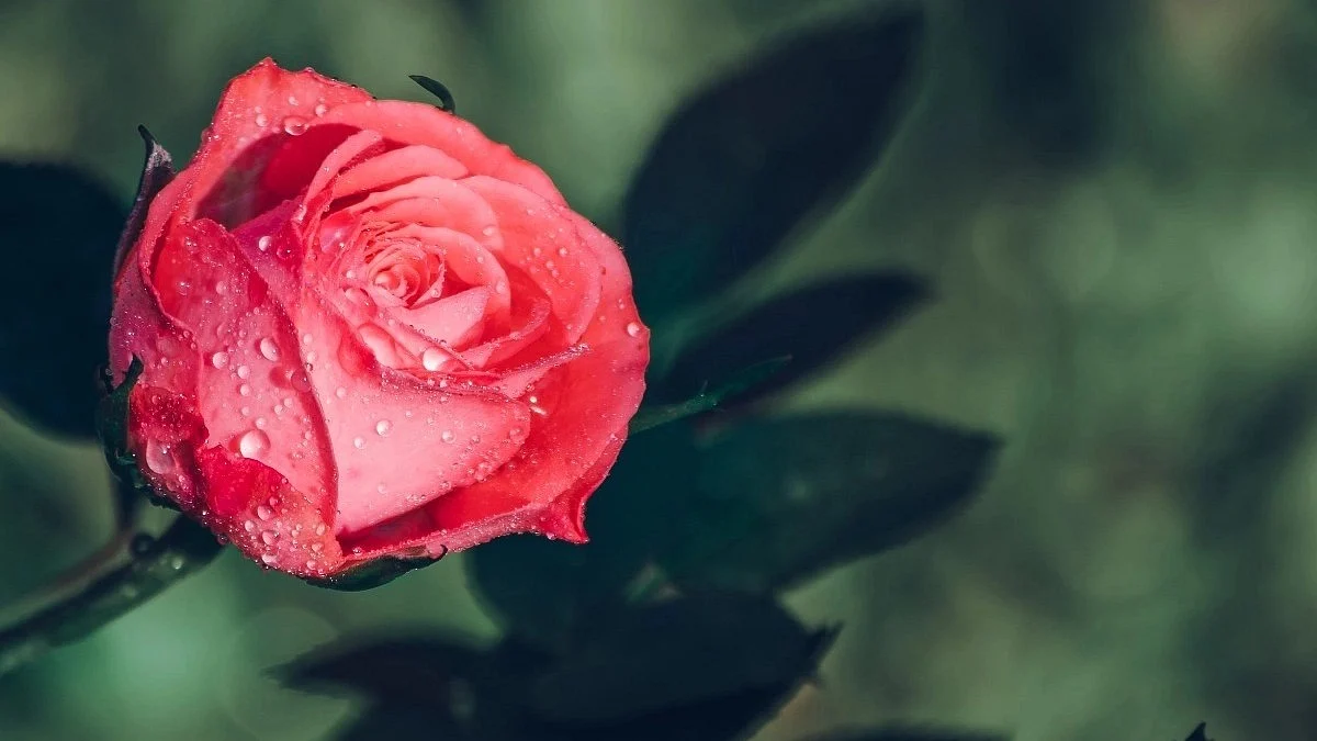 <div class="paragraphs"><p>Happy Rose Day 2024: Wishes, quotes and greetings for the day here.</p></div>