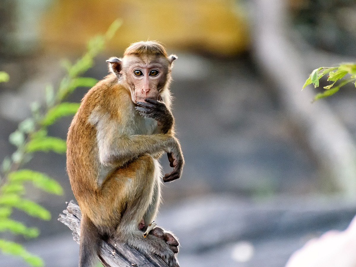 <div class="paragraphs"><p>Know all about Monkey Fever</p></div>