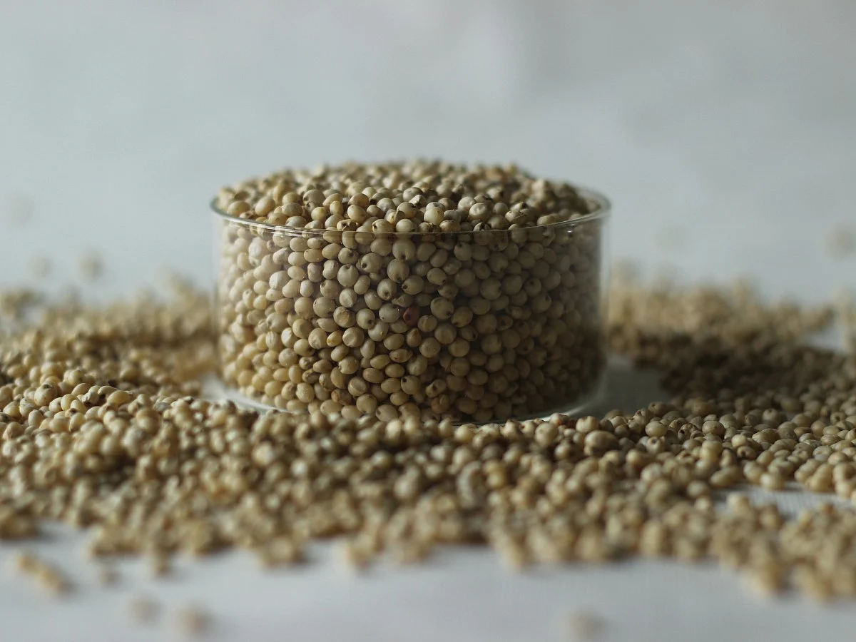 <div class="paragraphs"><p>Sorghum</p></div>
