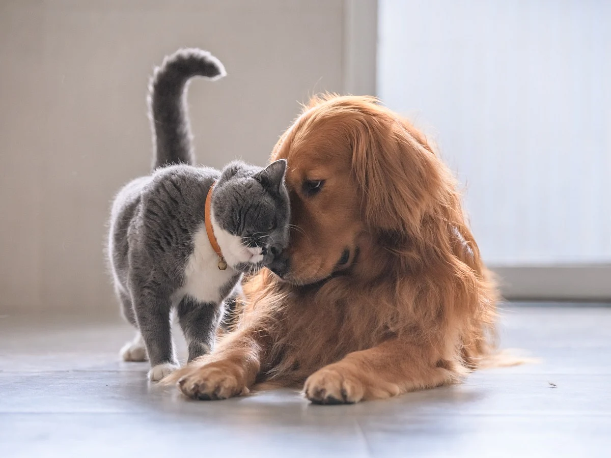 <div class="paragraphs"><p>tips to protect pets in the heat</p></div>