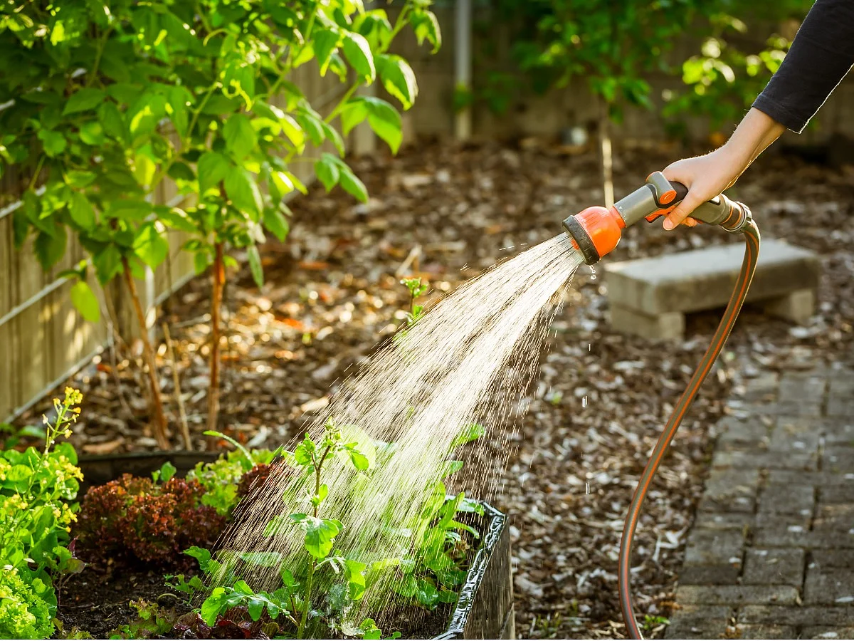 <div class="paragraphs"><p>Tips To Protect Your Plants from heatwave</p></div>