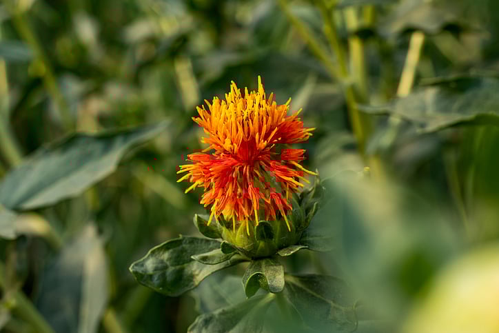 <div class="paragraphs"><p>Health Benefits of Safflower.</p></div>