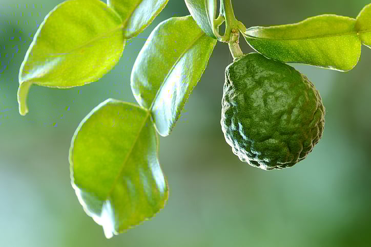 <div class="paragraphs"><p>Health Benefits of Bergamot.</p></div>