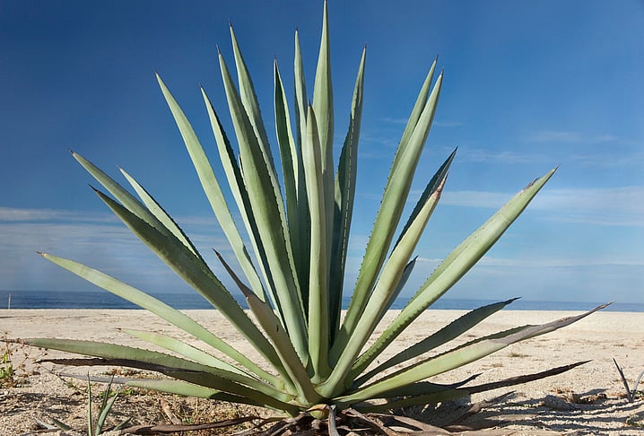 <div class="paragraphs"><p>Health Benefits of Agave.</p></div>