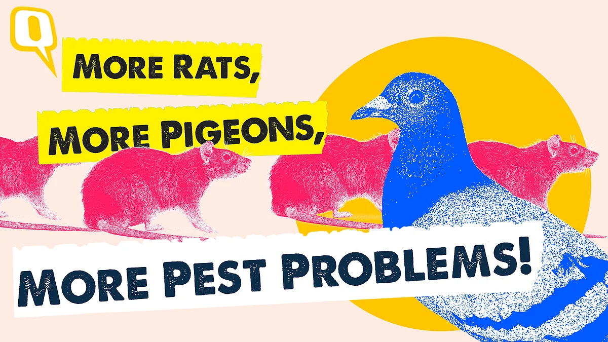 <div class="paragraphs"><p>Without cold weather to slow them down, pigeons are nesting and laying eggs year-round!</p></div>