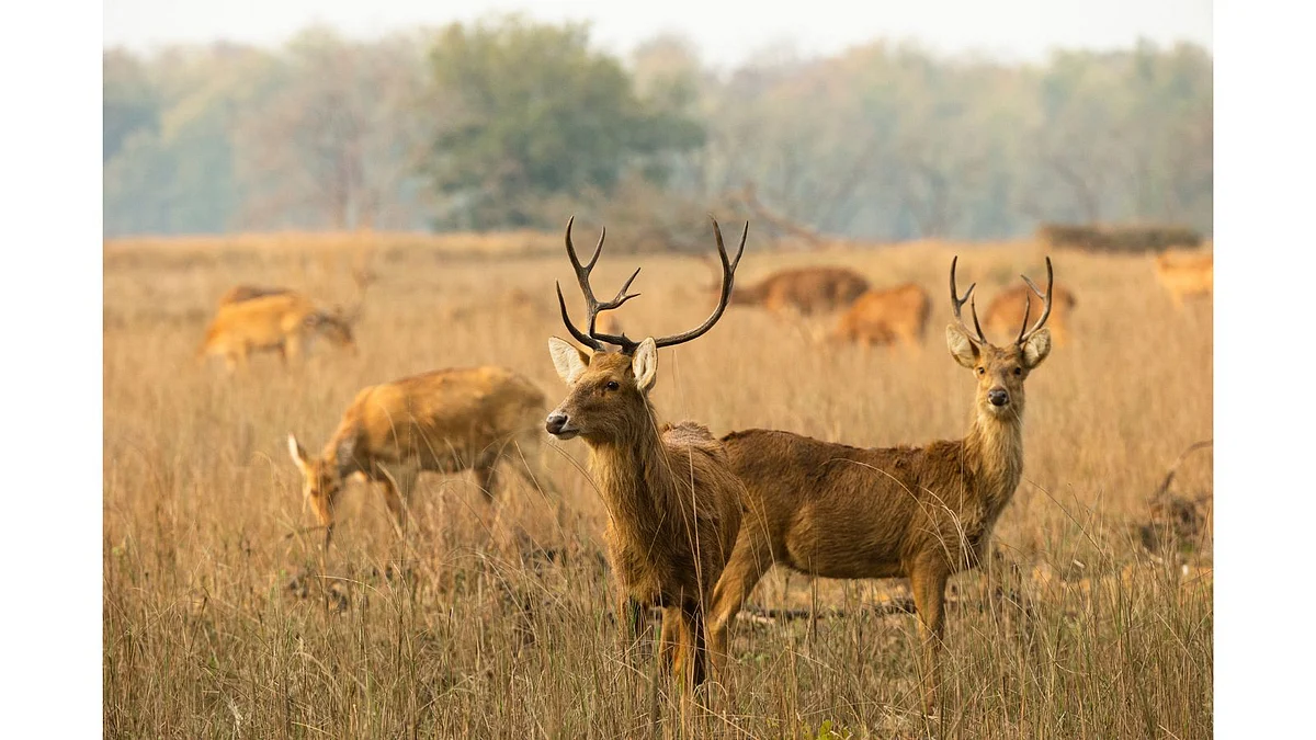 <div class="paragraphs"><p>Kanha National Park Travel Guide: Safaris, Resorts &amp; Tips for 2024</p><p></p></div>