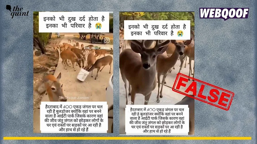 <div class="paragraphs"><p>Old video from Texas showing deer entering a house is going viral to claim that this is a recent scene from Kancha Gachibowli, Hyderabad.</p></div>