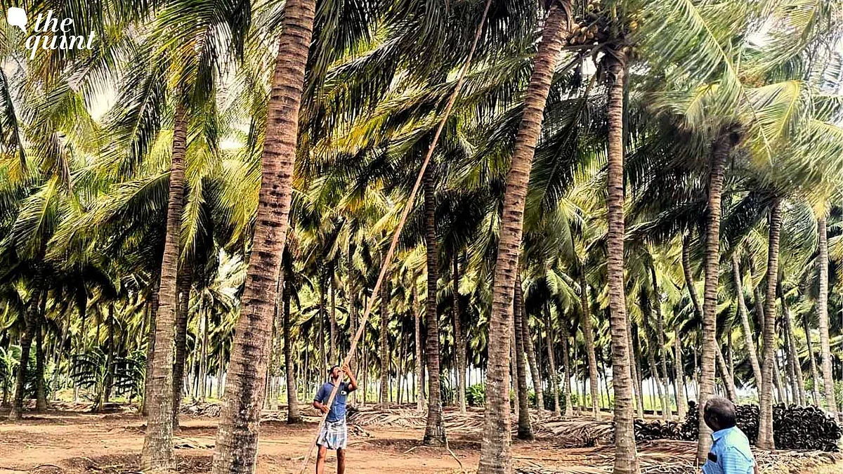 <div class="paragraphs"><p>A coconut farmer harvesting coconuts from his plantation in Sultanpet, Coimbatore.</p></div>